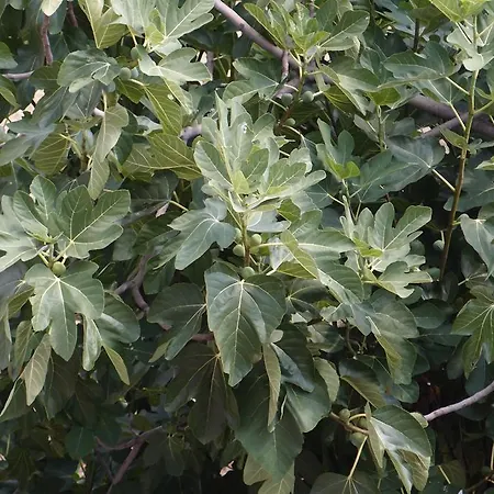 Гостевой дом Lina Ичичи